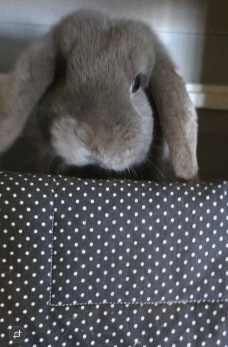Króliczek miniaturka Mini Lop samce +klatka