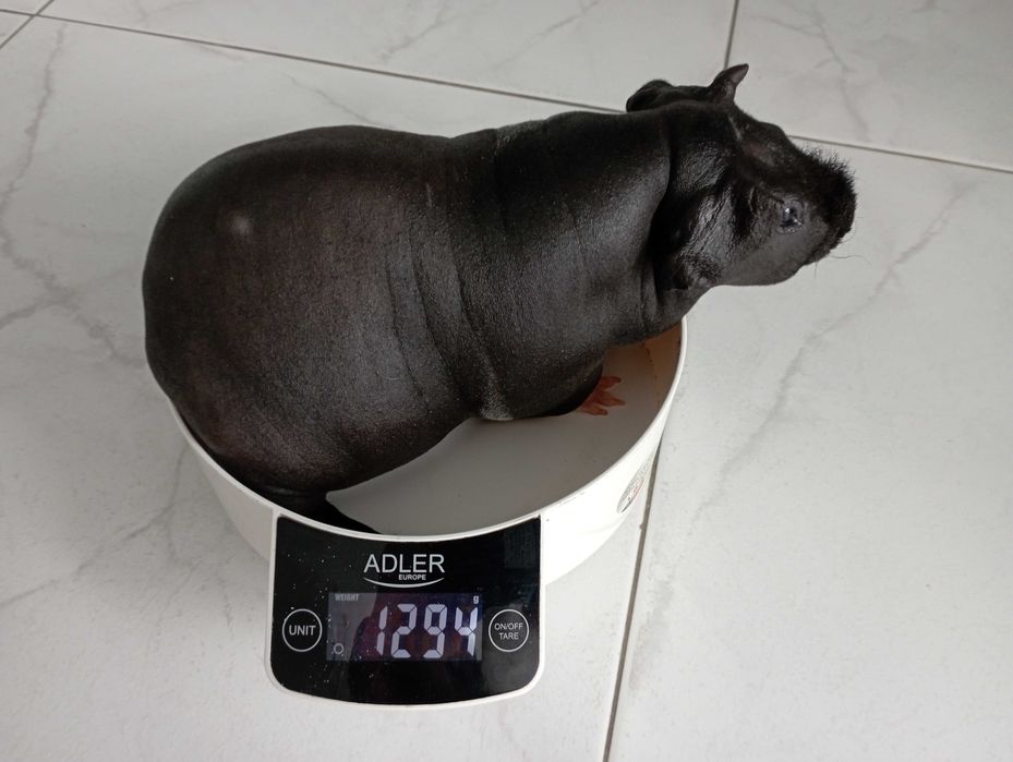 Przepiękna świnka morska ,Cavia Skinny ,prosiaczek.
