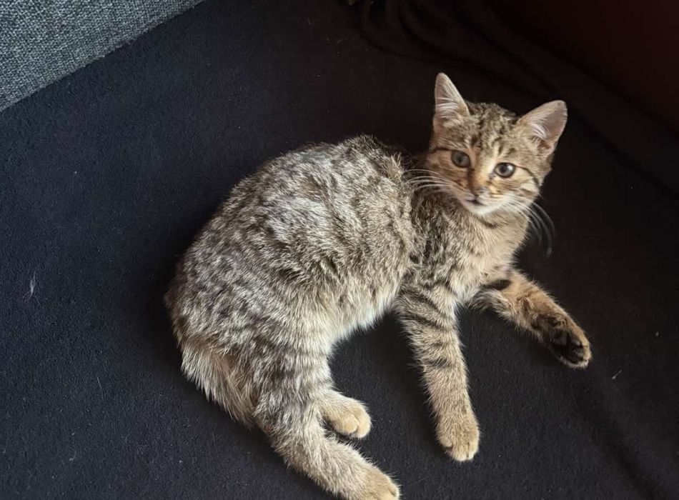 Одам кошечку в хорошие руки очень ласкова и умная