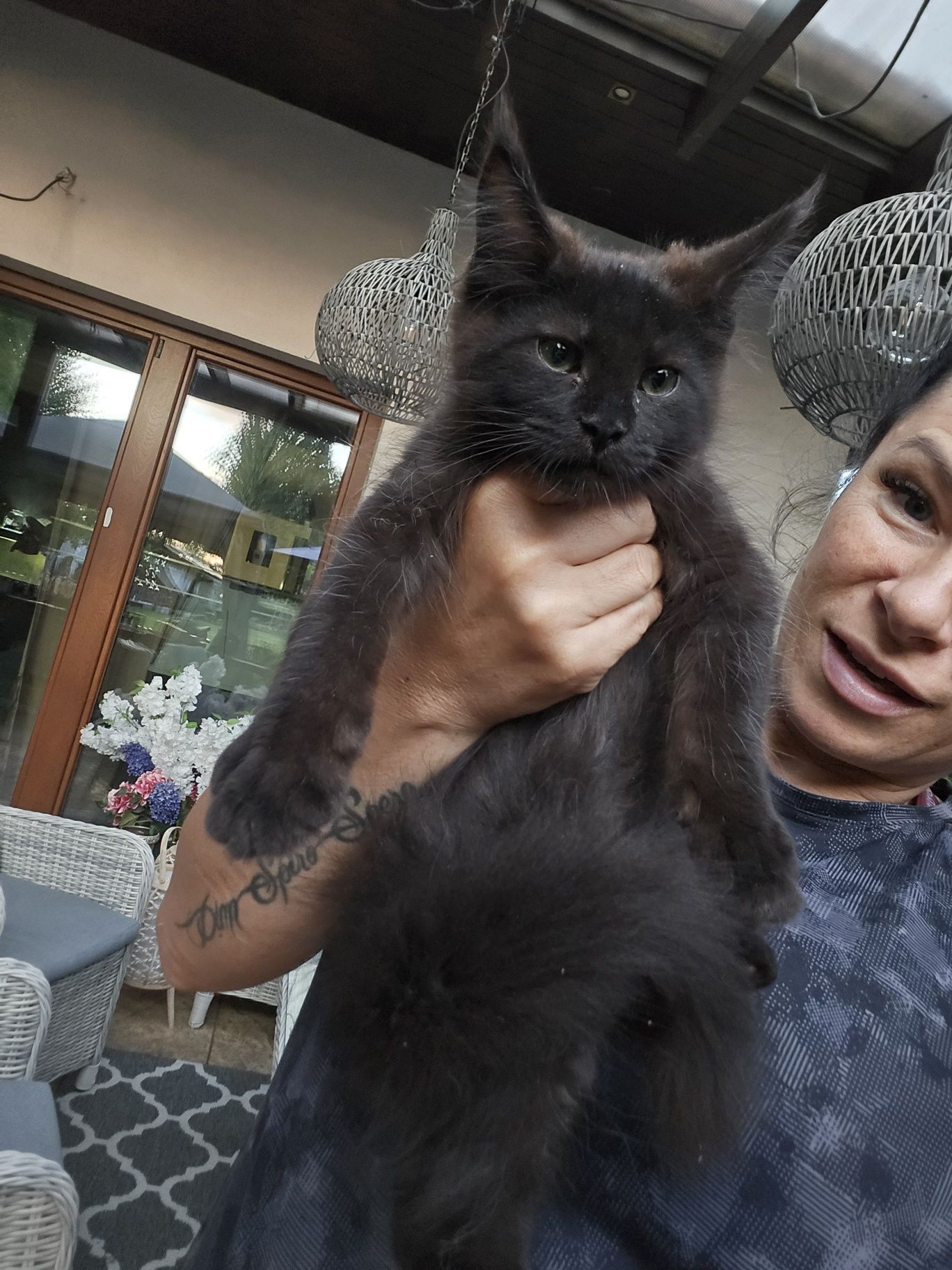Mainecoon Kocurek czarny ze srebrem Felis Polonia