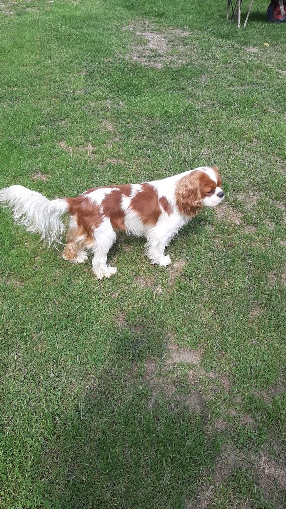 Reproduktor Cavalier King Charles Spaniel