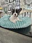 Bulldog Frances menina linda