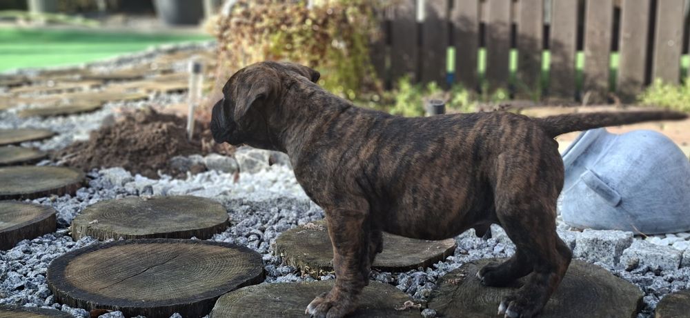 Piesek amstaff z dokumentami