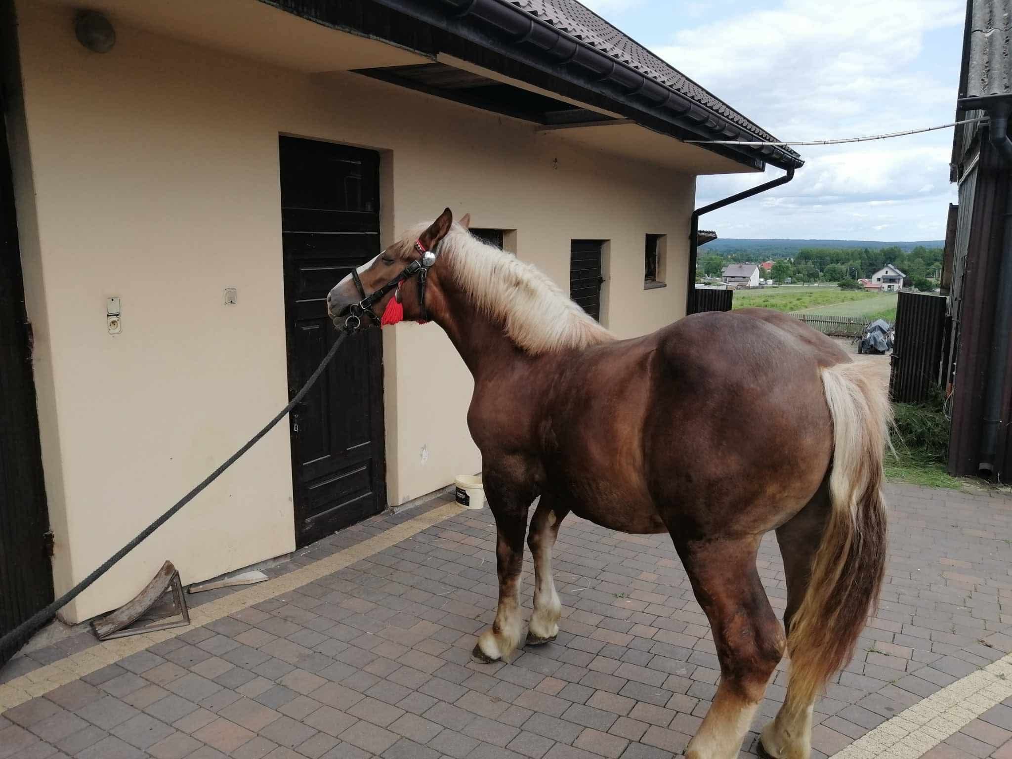 Koń zimnokrwisty