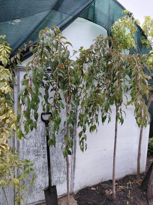 Клен ясенелистий "Фламінго",сакура плакуча "Кіку шидаре"