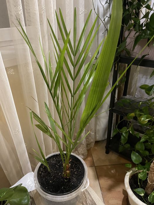 Пальми та плетучі