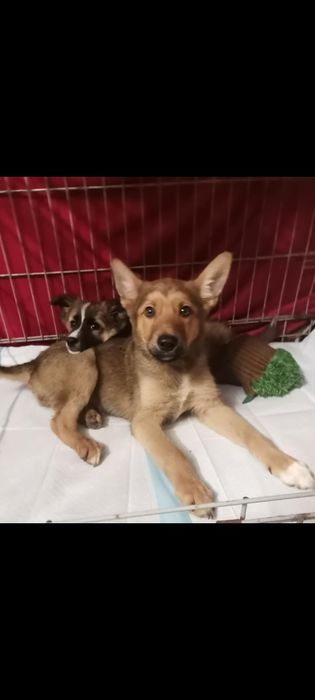 Szczeniaki 3 miesiące 3 chłopców