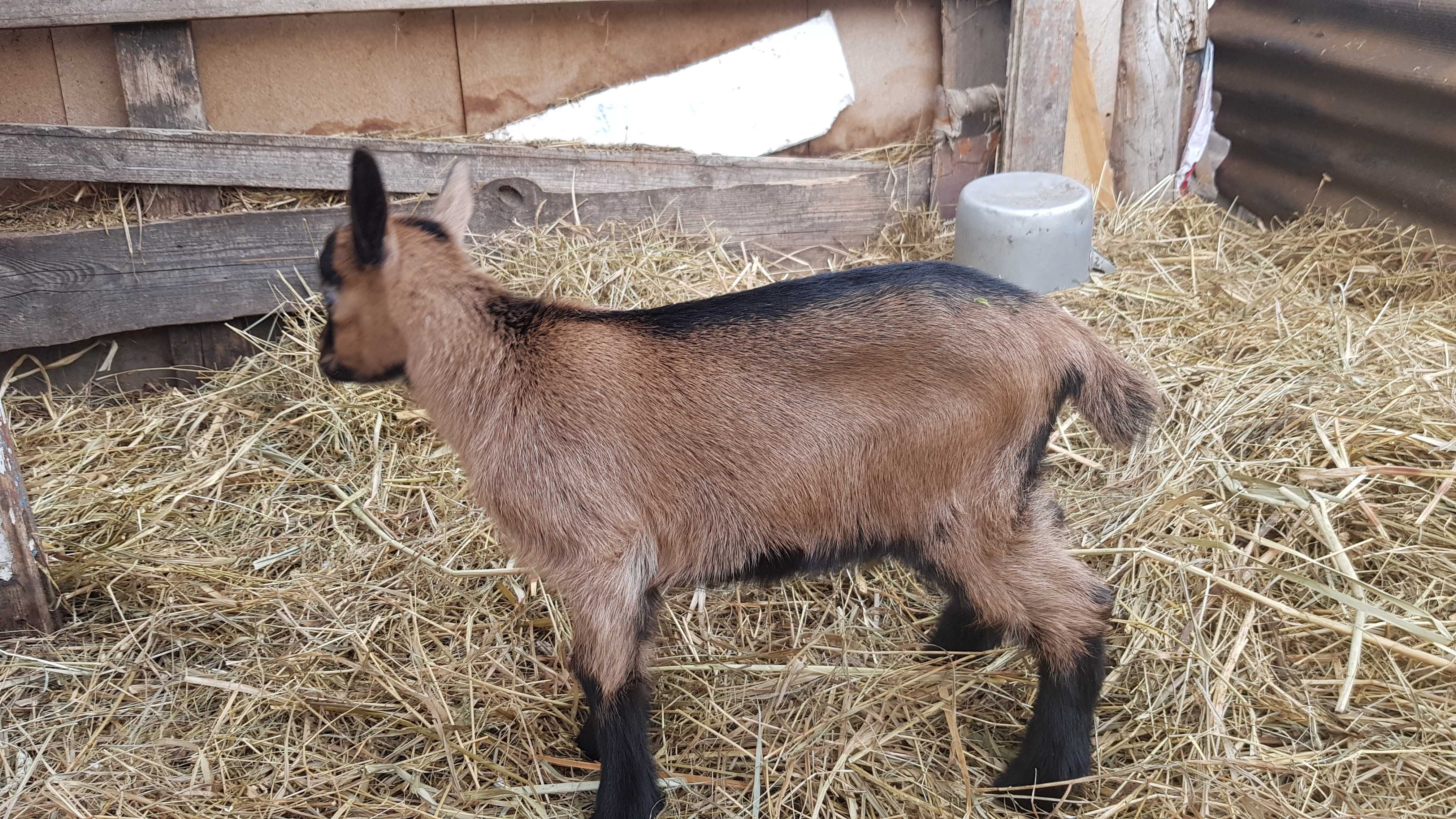 Альпійський козлик