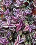 Planta Lambari roxa