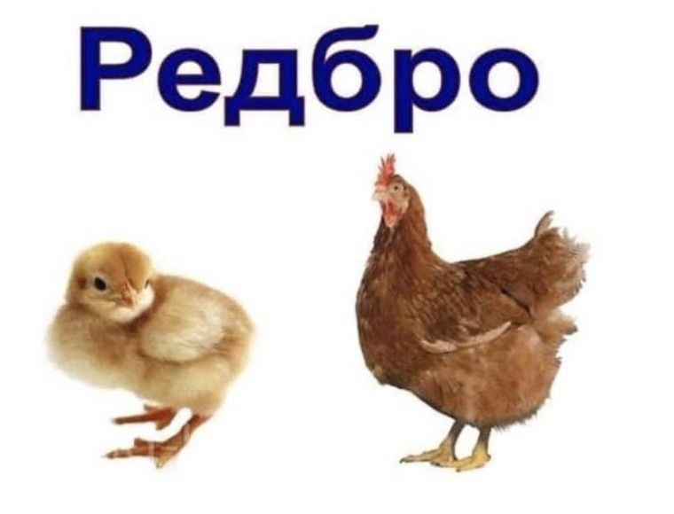 Курчата Редбро, доставка по Україні.