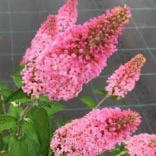 Budleja Dawida 'Pink Delight' Motyli Krzew cena 28 zł