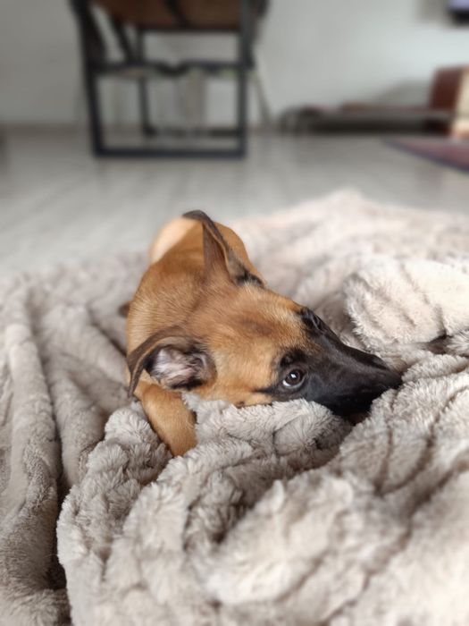 Owczarek belgijski Malinois FCI