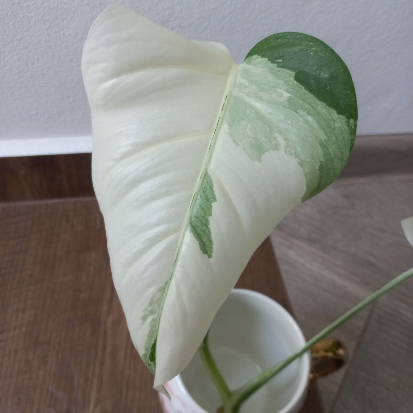 Monstera Variegata szczyt piękny half moon