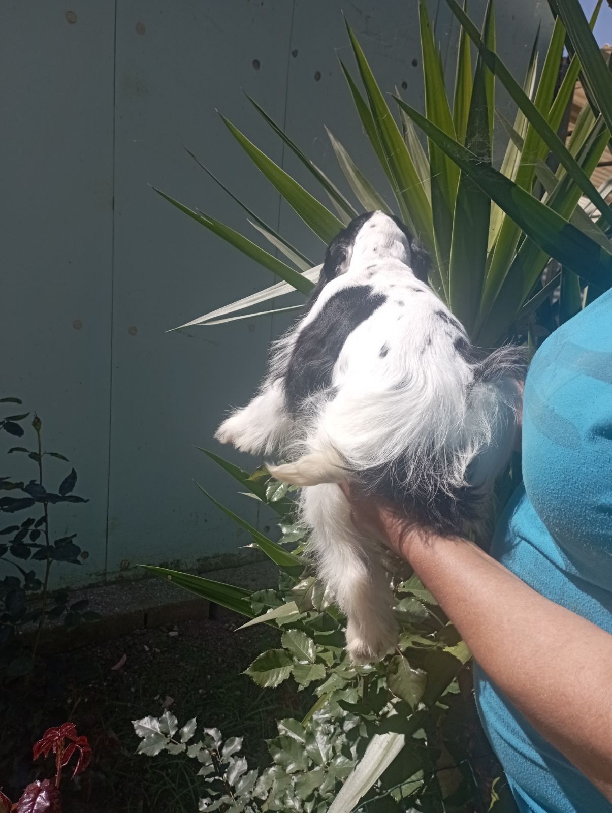 Cocker spaniel Americano