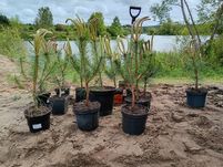 Sadzonki czarnej sosny pinus nigra 50-60cm