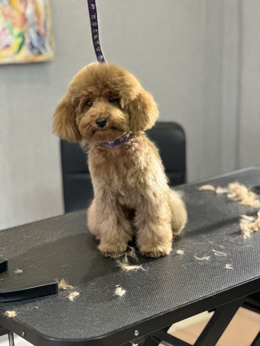 Груминг, грумінг Стрижка собак и кошек