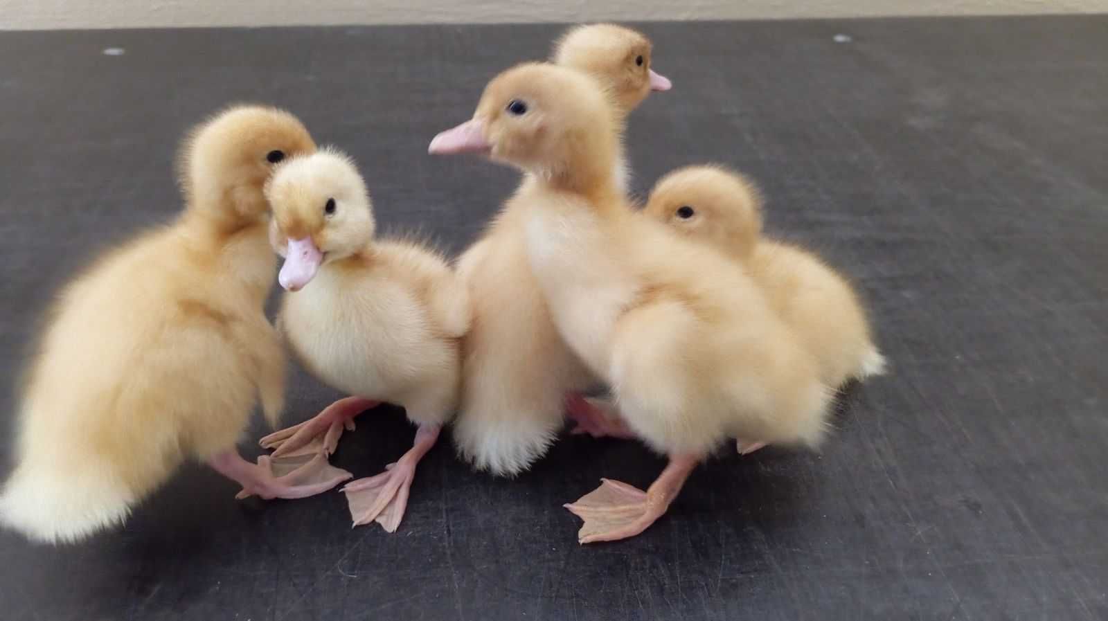 Pisklęta  pekin,dworka  i staropolska
