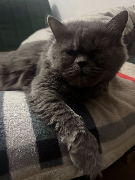 3 letnia grzeczna kotka