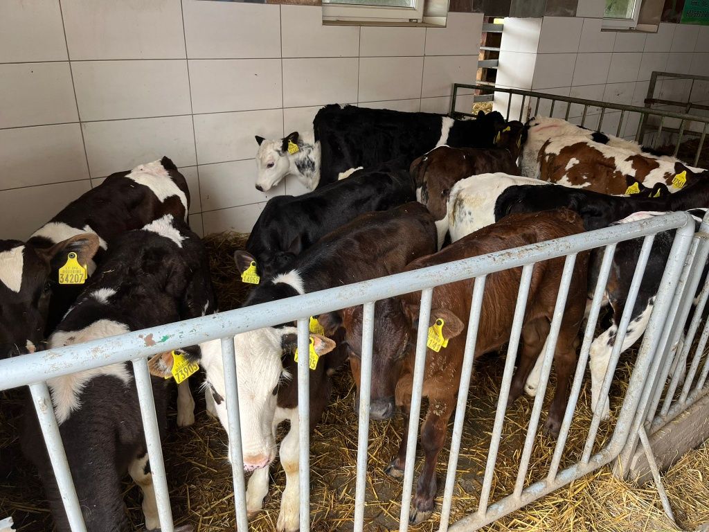 Mniejsze jałówki mm