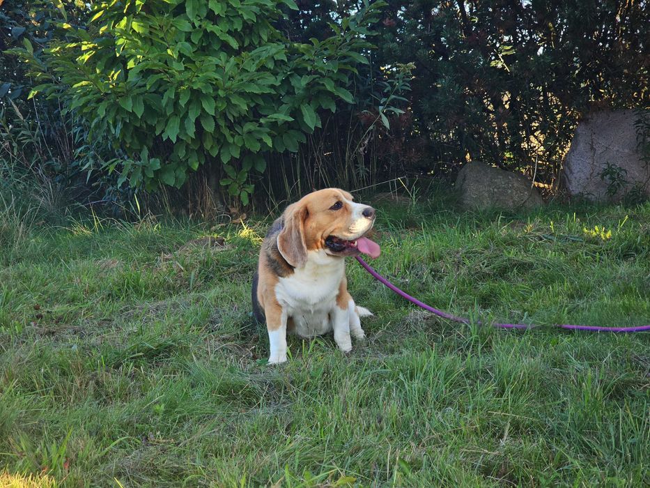 BEAGLE-piesek do adopcji, 2.5 roku,