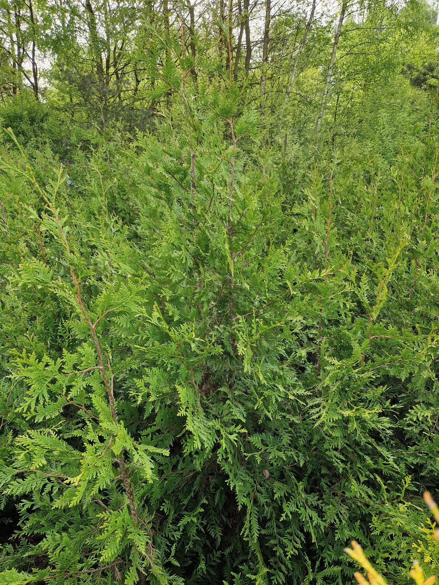 Tuja Aureospicata, thuja 150-200 cm