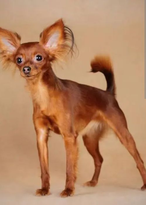 Выгул собак  мелких пород