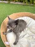 Mini chlopiec chihuahuha xs