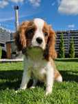 Cavalier King Charles Spaniel Blenheim rodowód Samiec