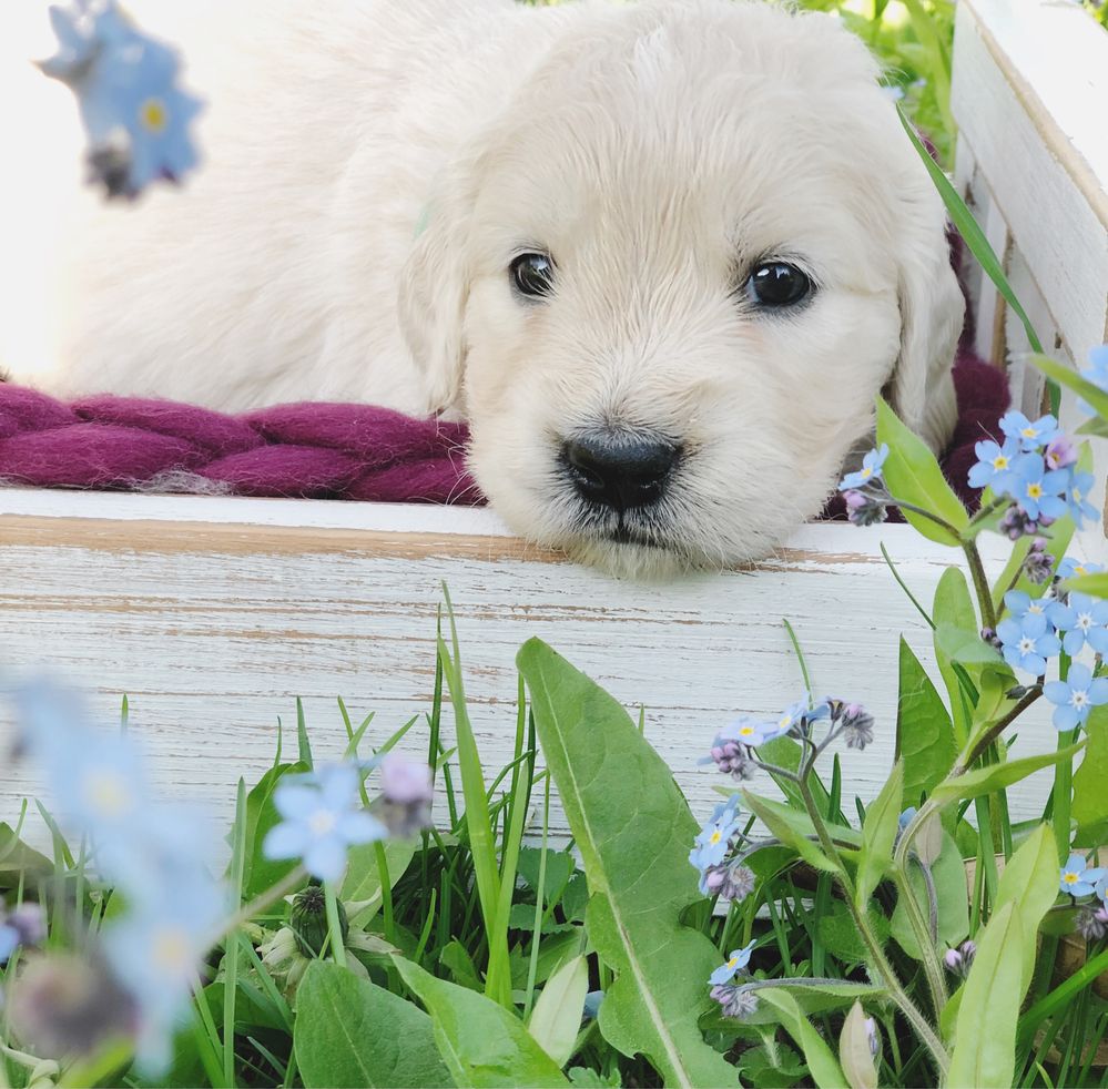 Golden retriever ZKwP - kremowa suczka