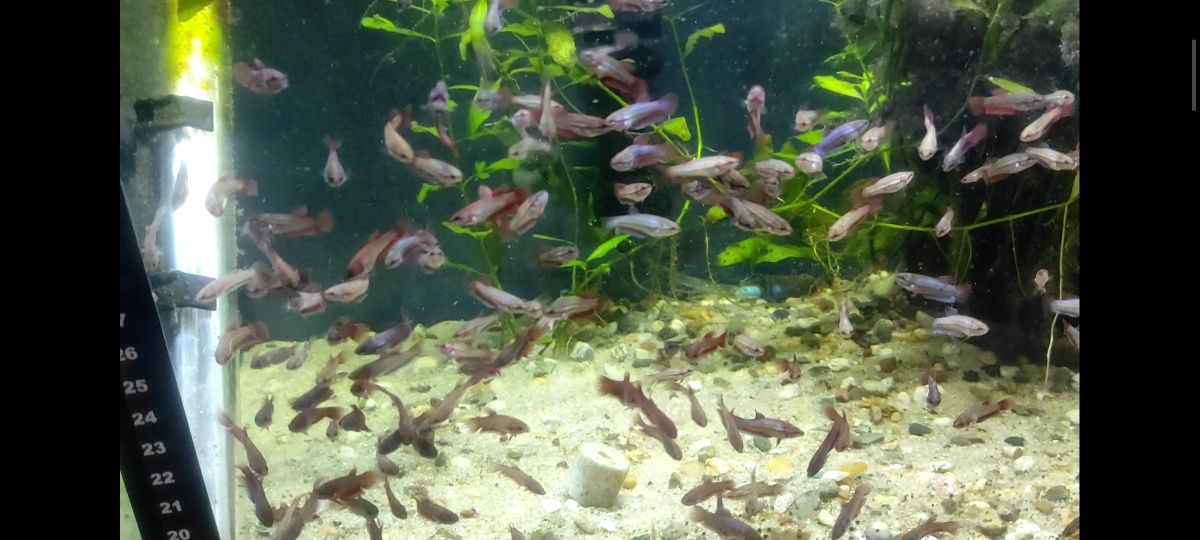 Bettas Jovens Várias cores