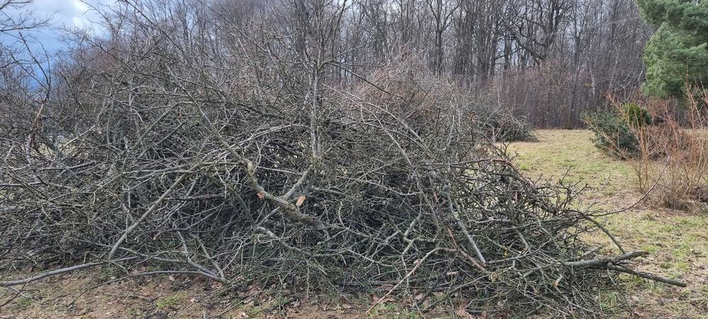 Oddam za darmo gałęzie drzew owocowych na zrębkę lub opał