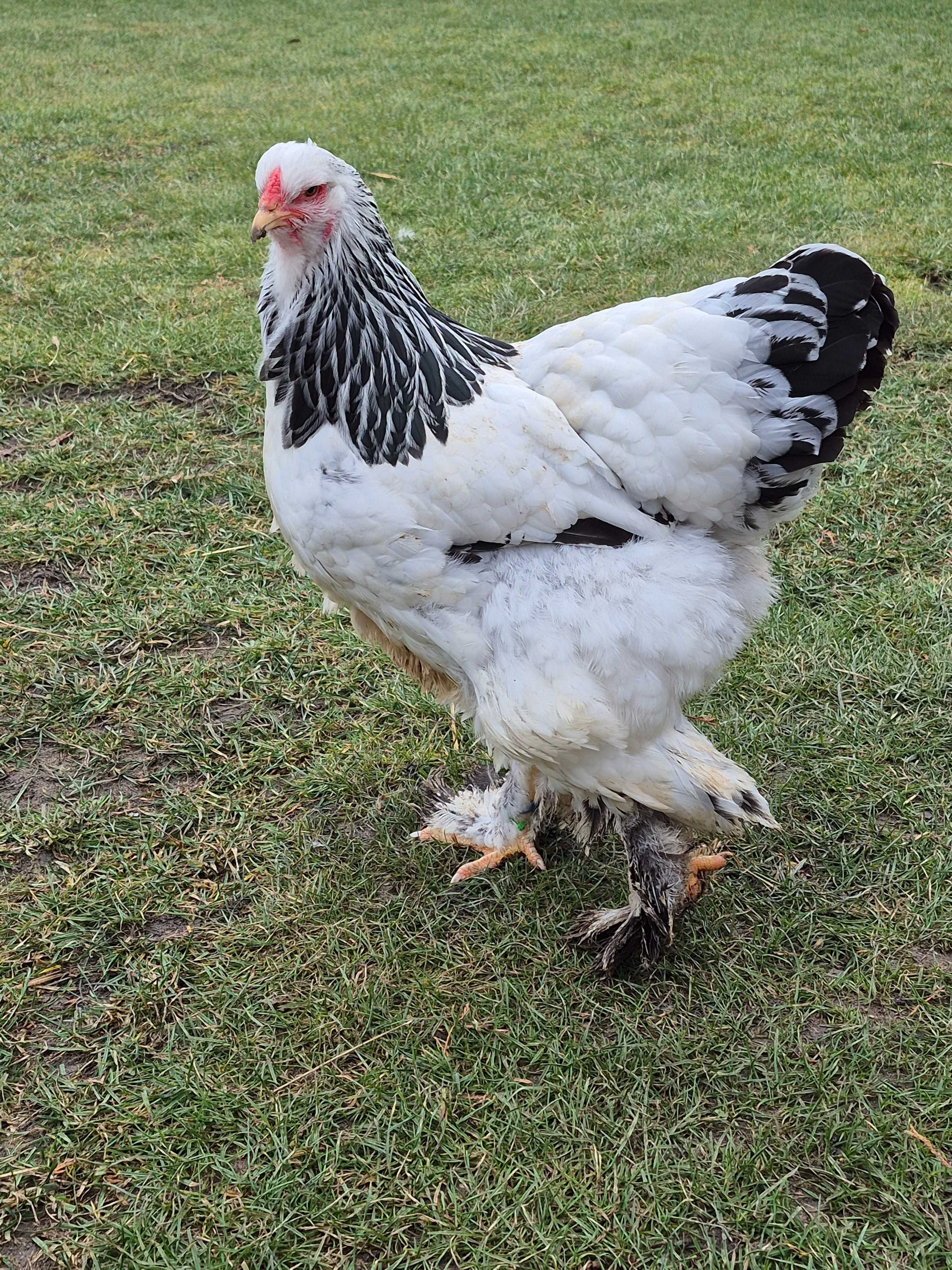 Jajka lęgowe Brahma Olbrzymia Gronostajowa