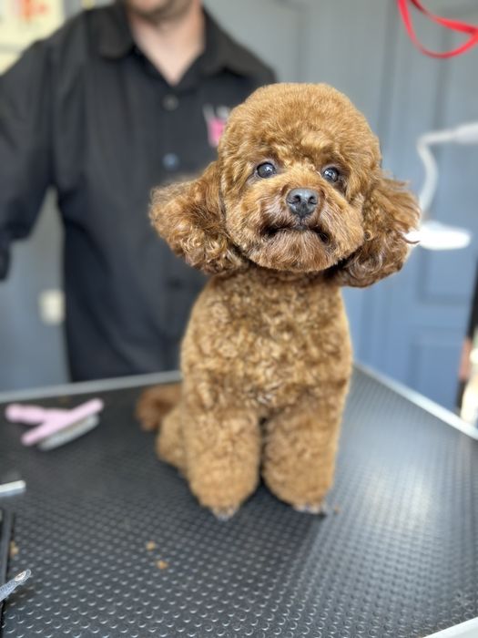 Грумінг | Професійна стиижка собак | Київ Лівбережна