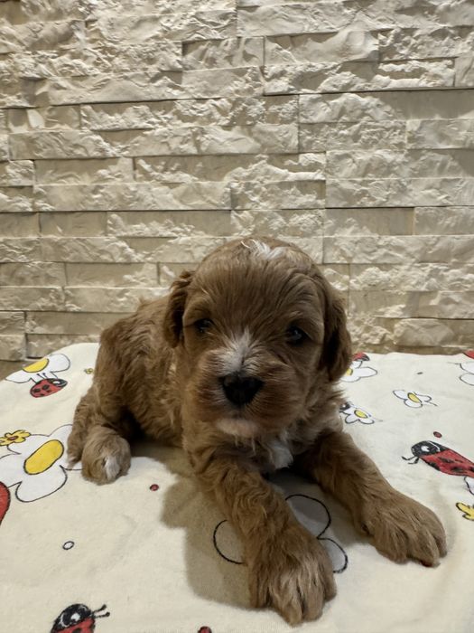 Cavapoo F1, pudel, cavalier, piesek