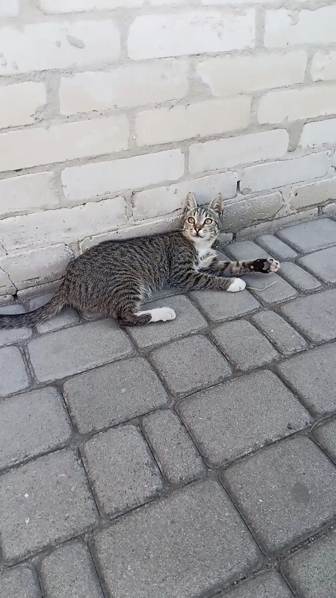 Віддам у надійні руки