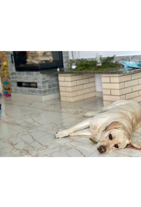 Лабрадор в'язка/злучка