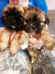 Shih tzu suczka z rodowodem