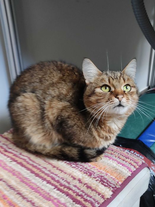 Dorosły sympatyczny burasek do adopcji!