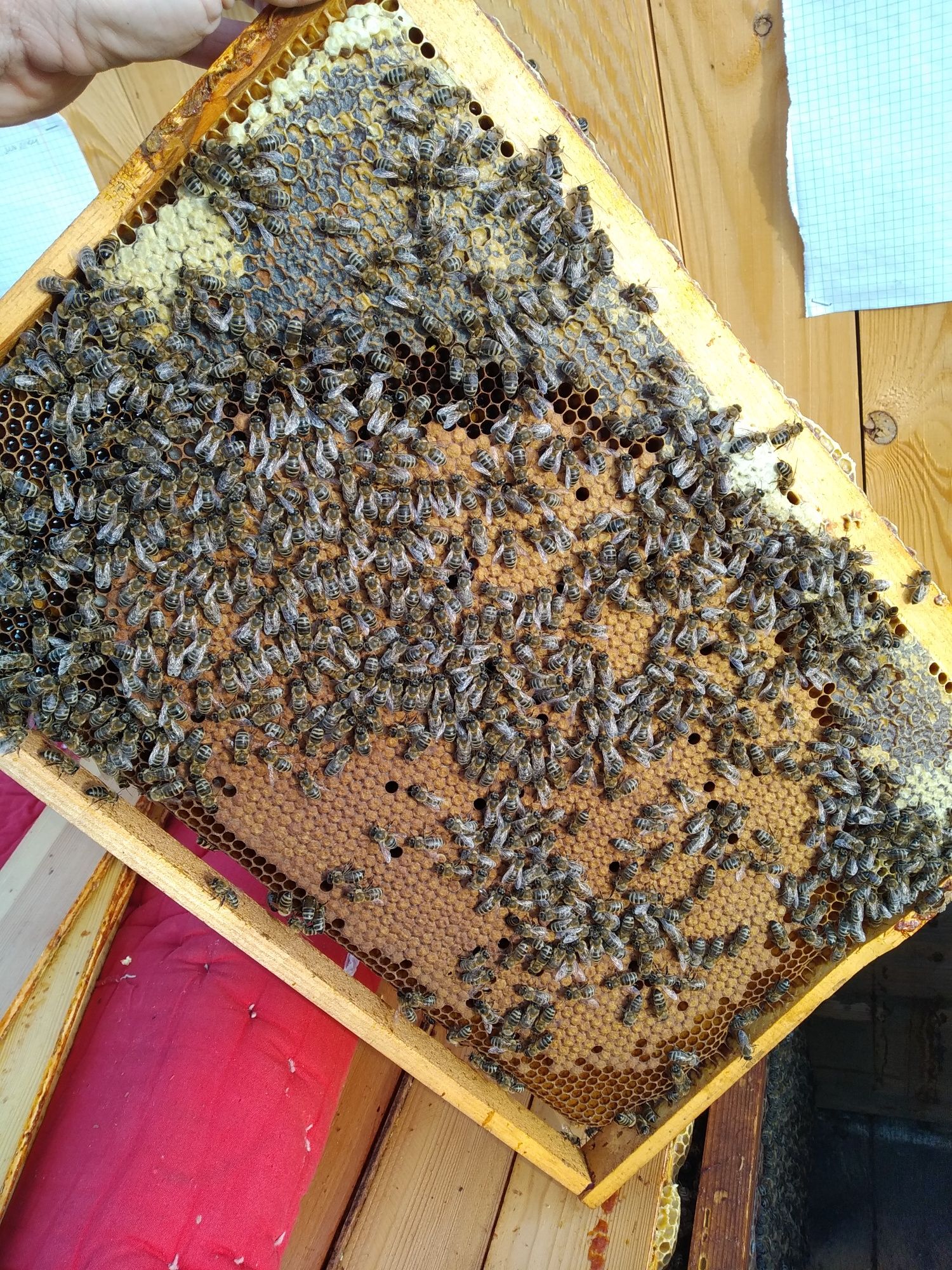 Продаю бджолопакети Карпатка.