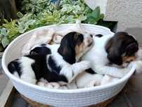 SZCZENIE SUCZKA Grand Basset Griffon Vendeen