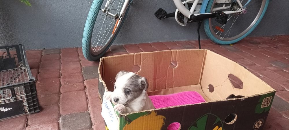 Oddam za darmo szczeniaki