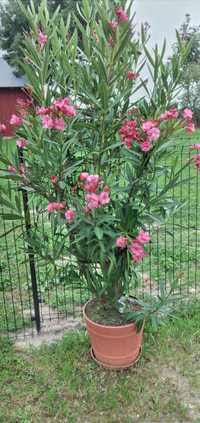 Kwiatek Oleander duży
