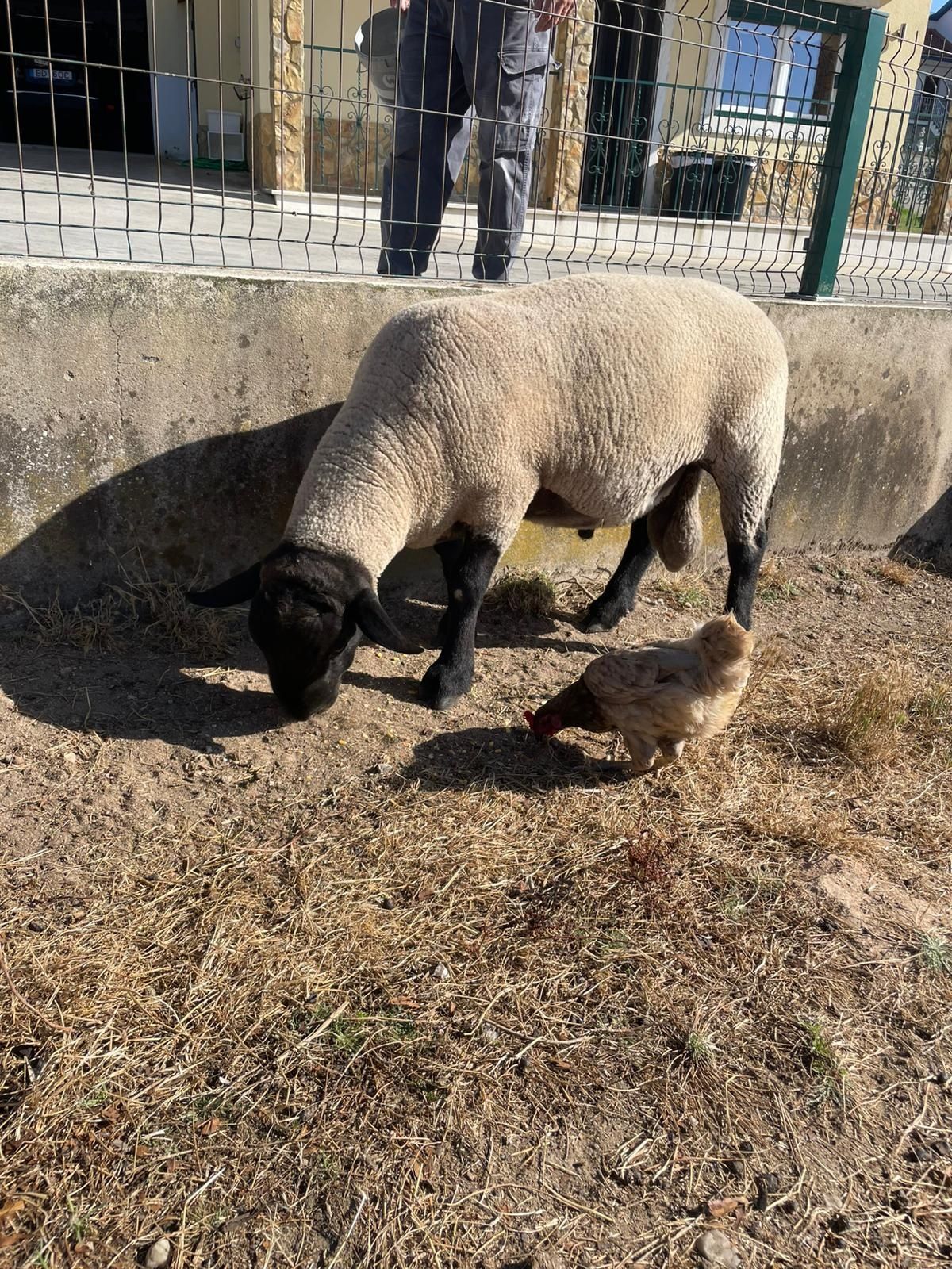 Borrego suffolk puro com três meses e meio