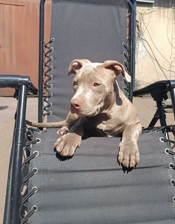 American Bully ABKC szczeniak piesek