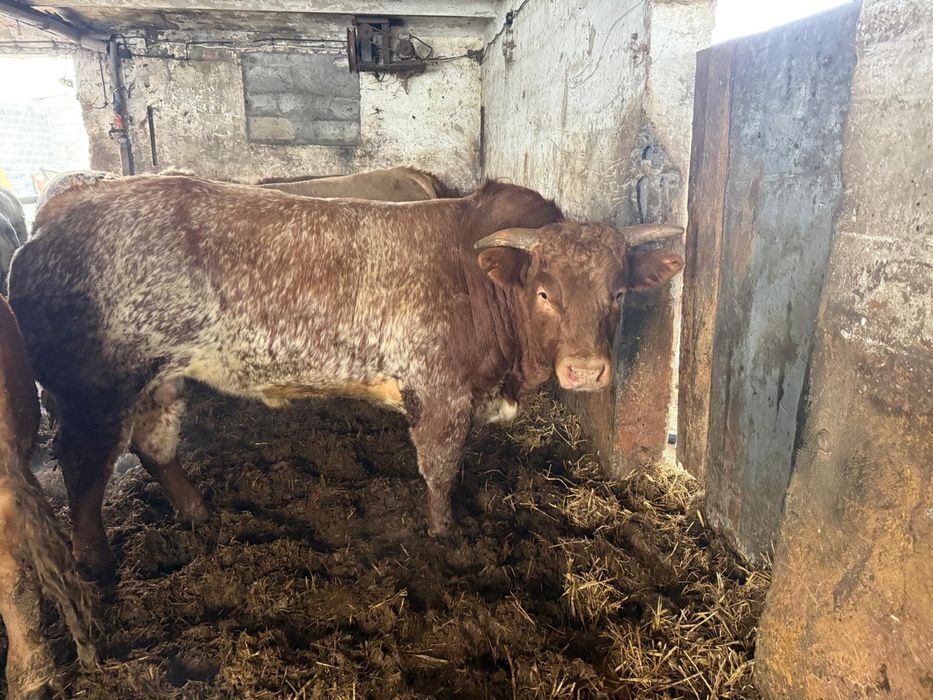 Bydło mięsne byk rozpłodowy blond d'Aquitaine bbb