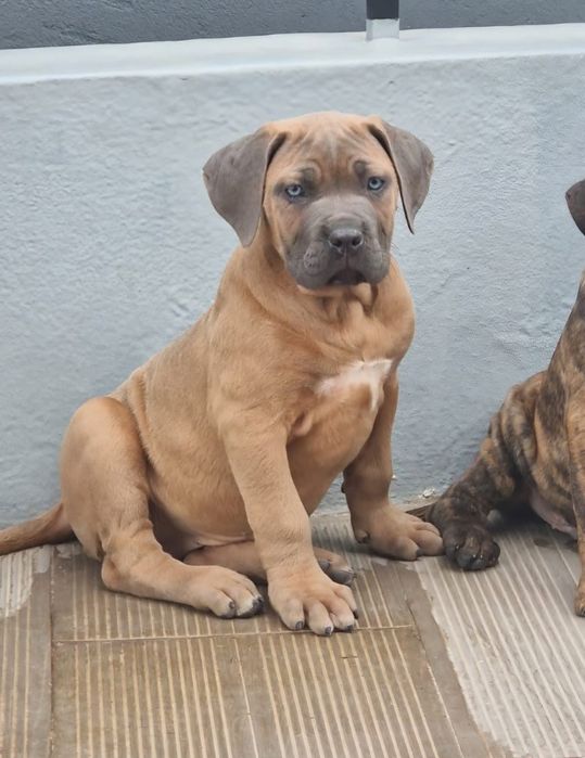 Cane corso Italiano Fomentino