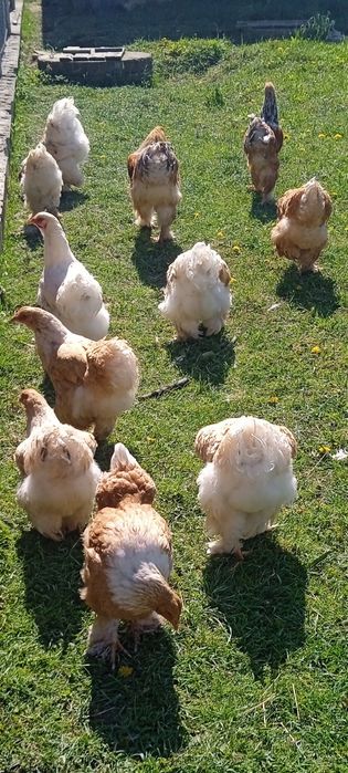 Продам сім'ю Брама лимон