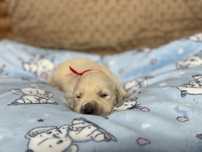 Golden Retriever z Rodowodem FCI