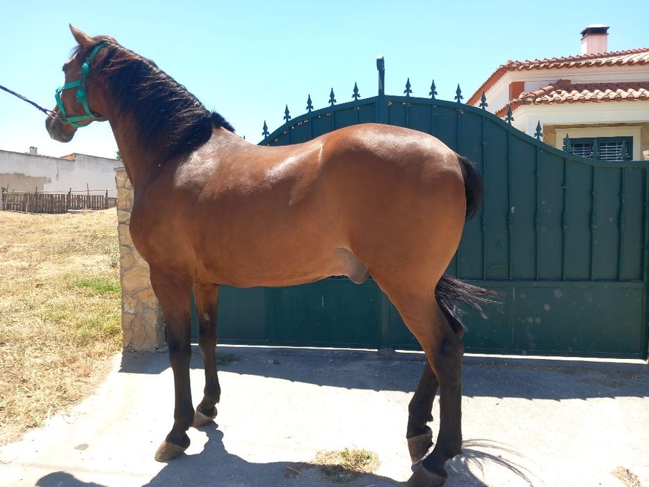 Cavalo castrado  ideal para crianças ou pessoas sem experiência