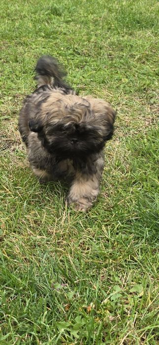 Shih tzu szczeniaczek